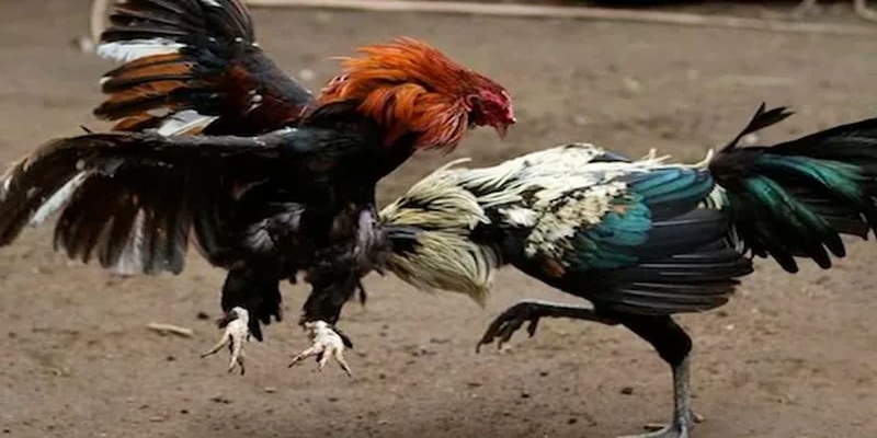 Lưu ý khi tham gia chơi đá gà thomo