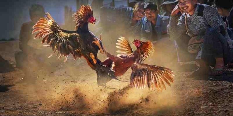 Mẹo chơi đá gà thomo