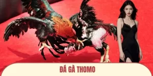 Đá gà thomo